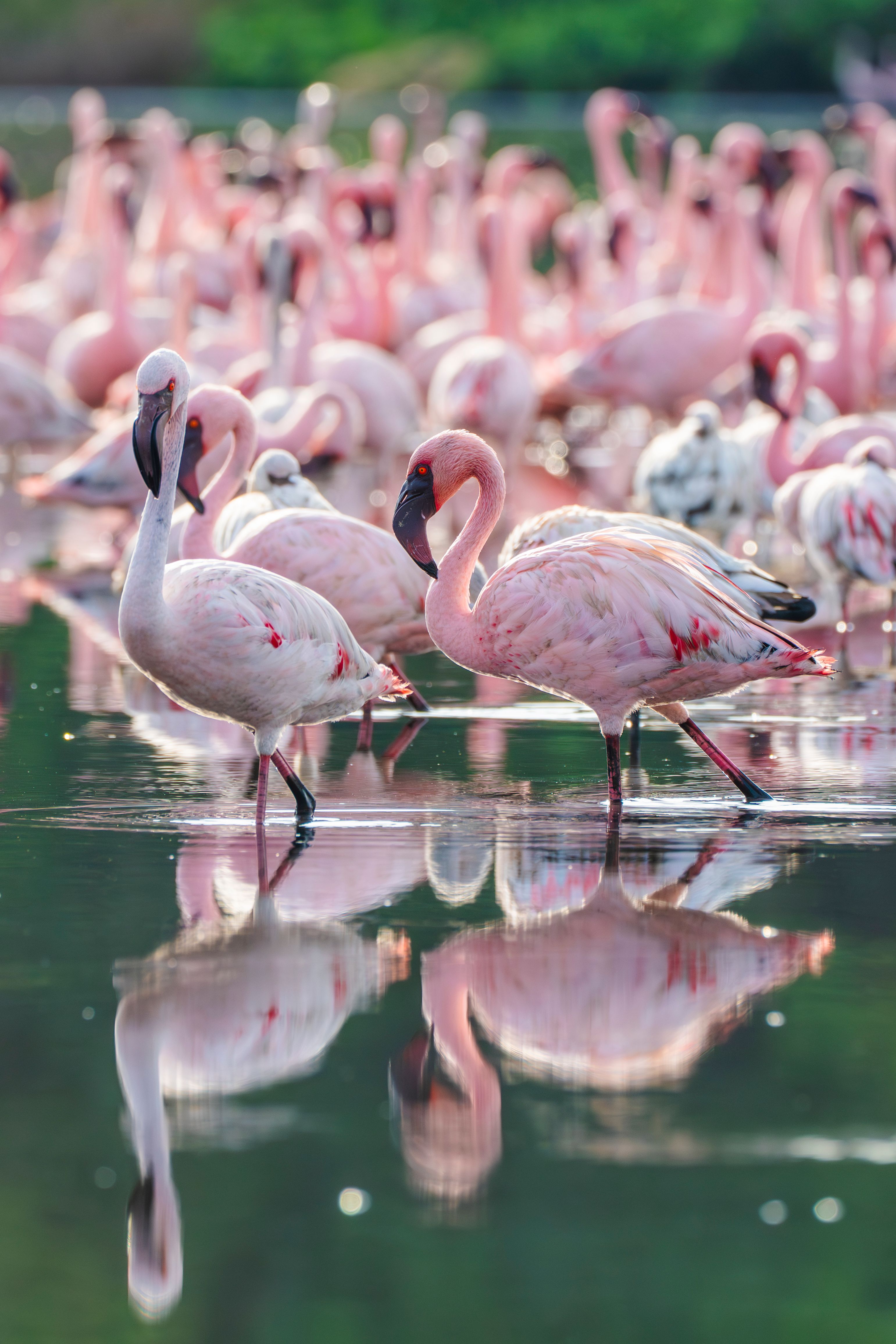 Lake Nakuru