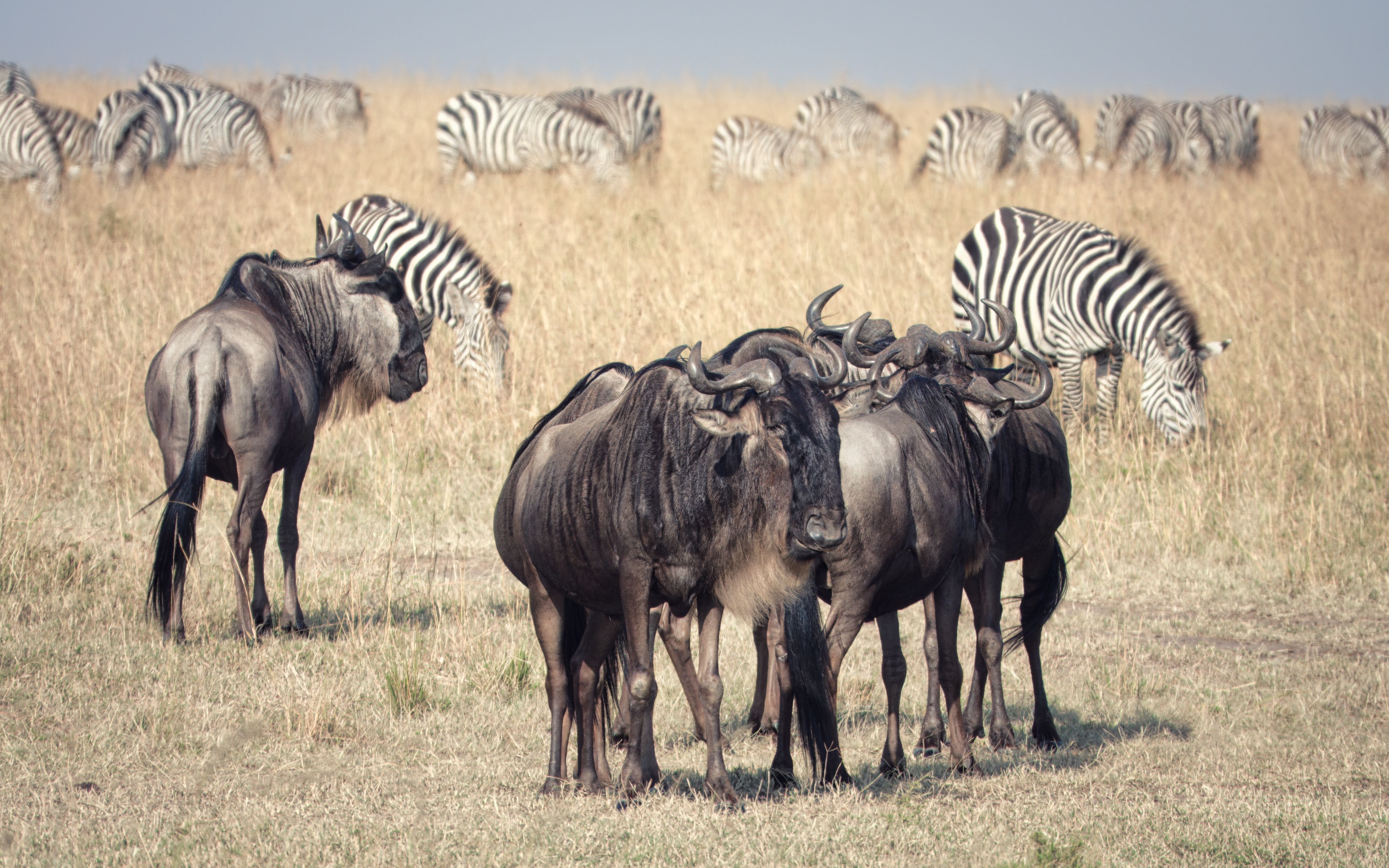 Masai Mara