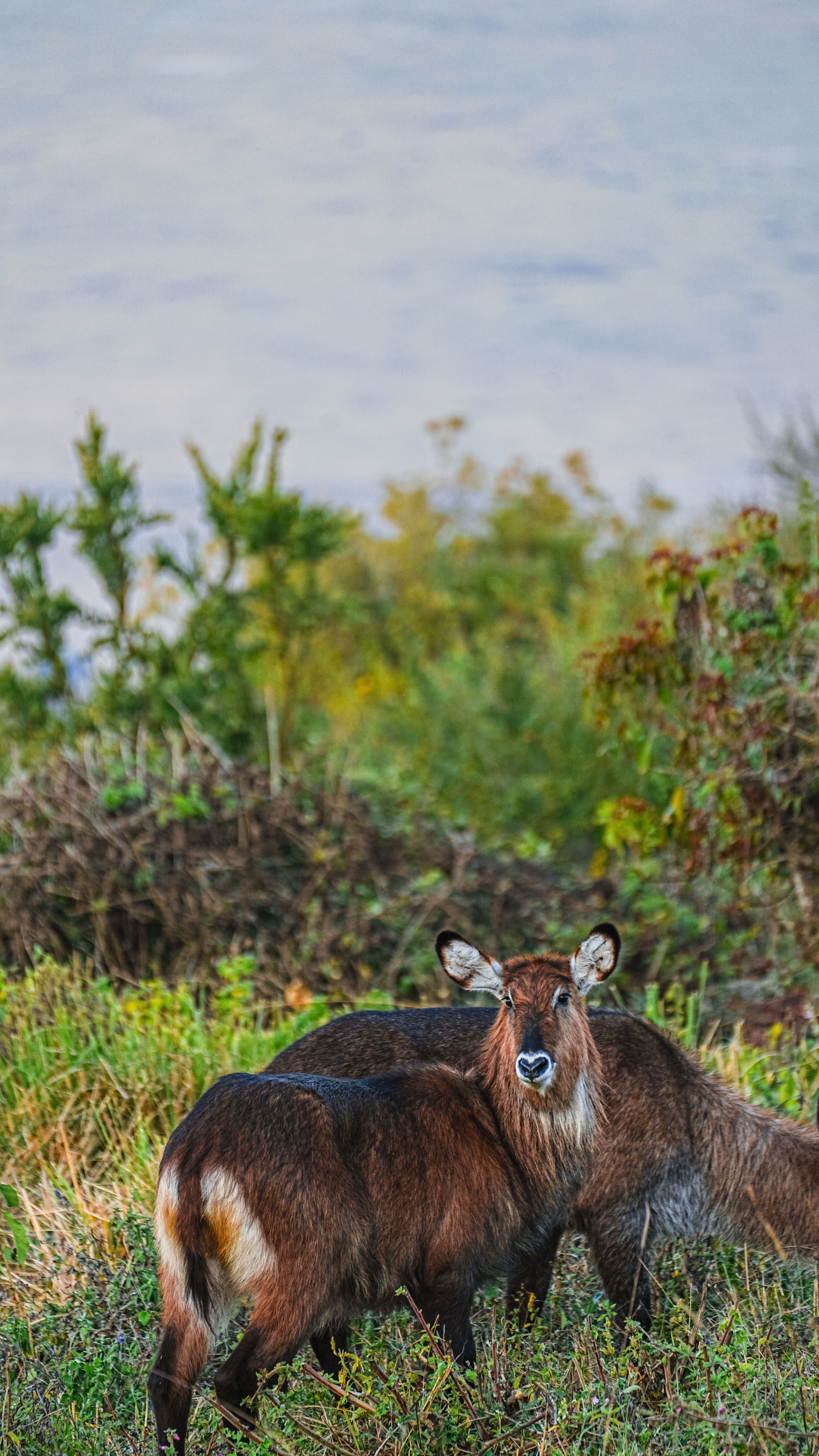 Lake Naivasha