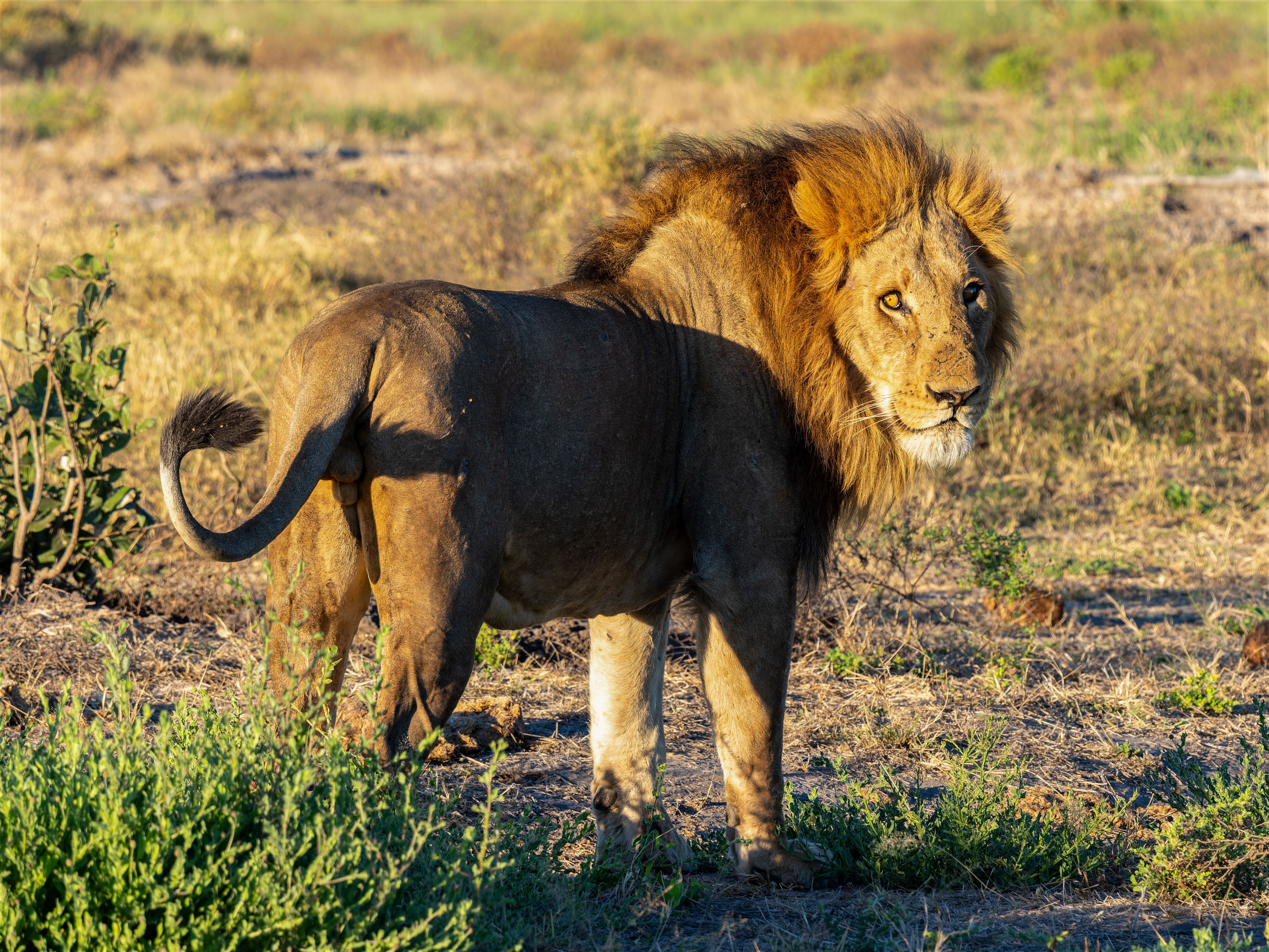 Wildlife Safaris