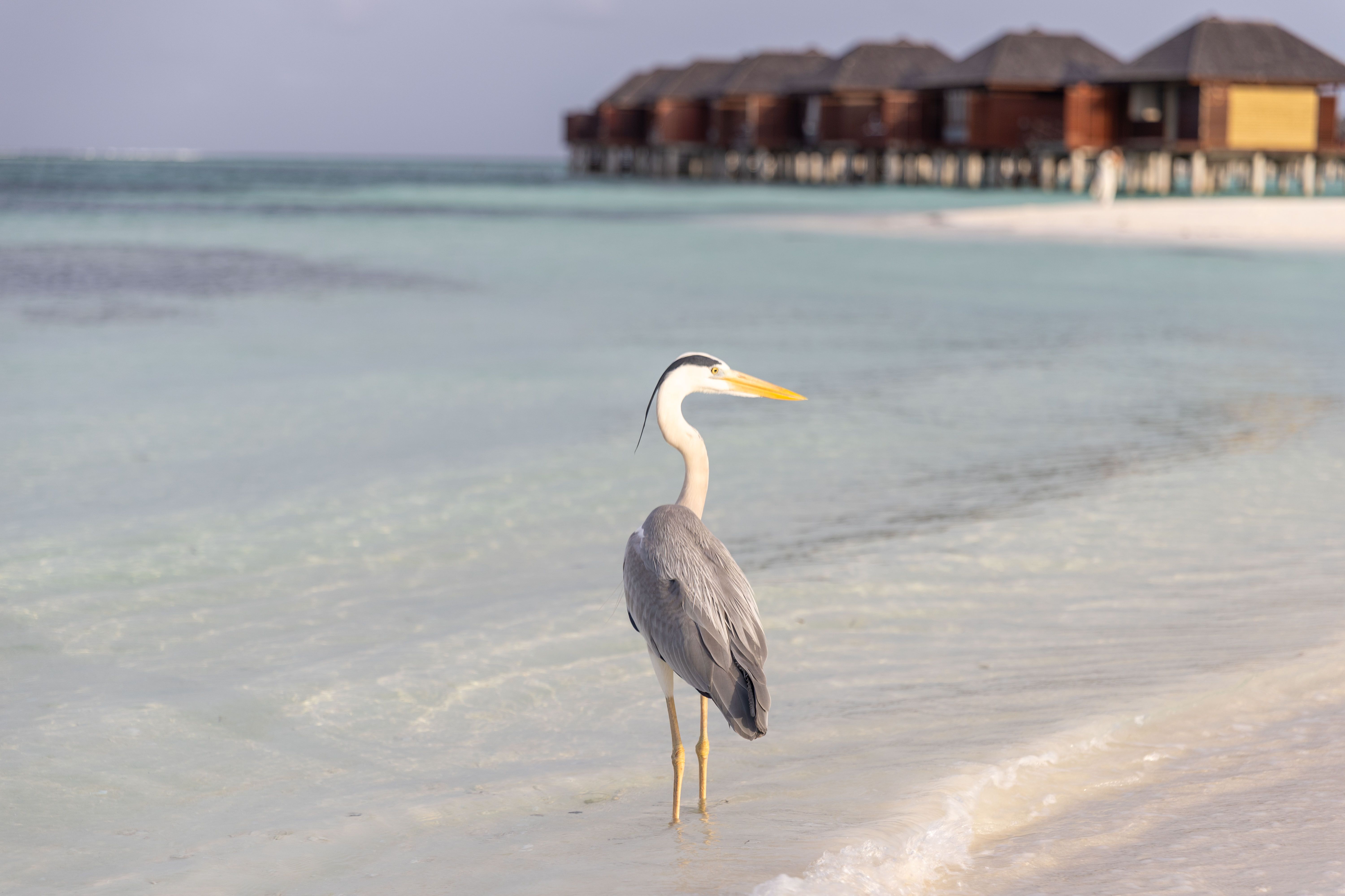 Safari & Beach
