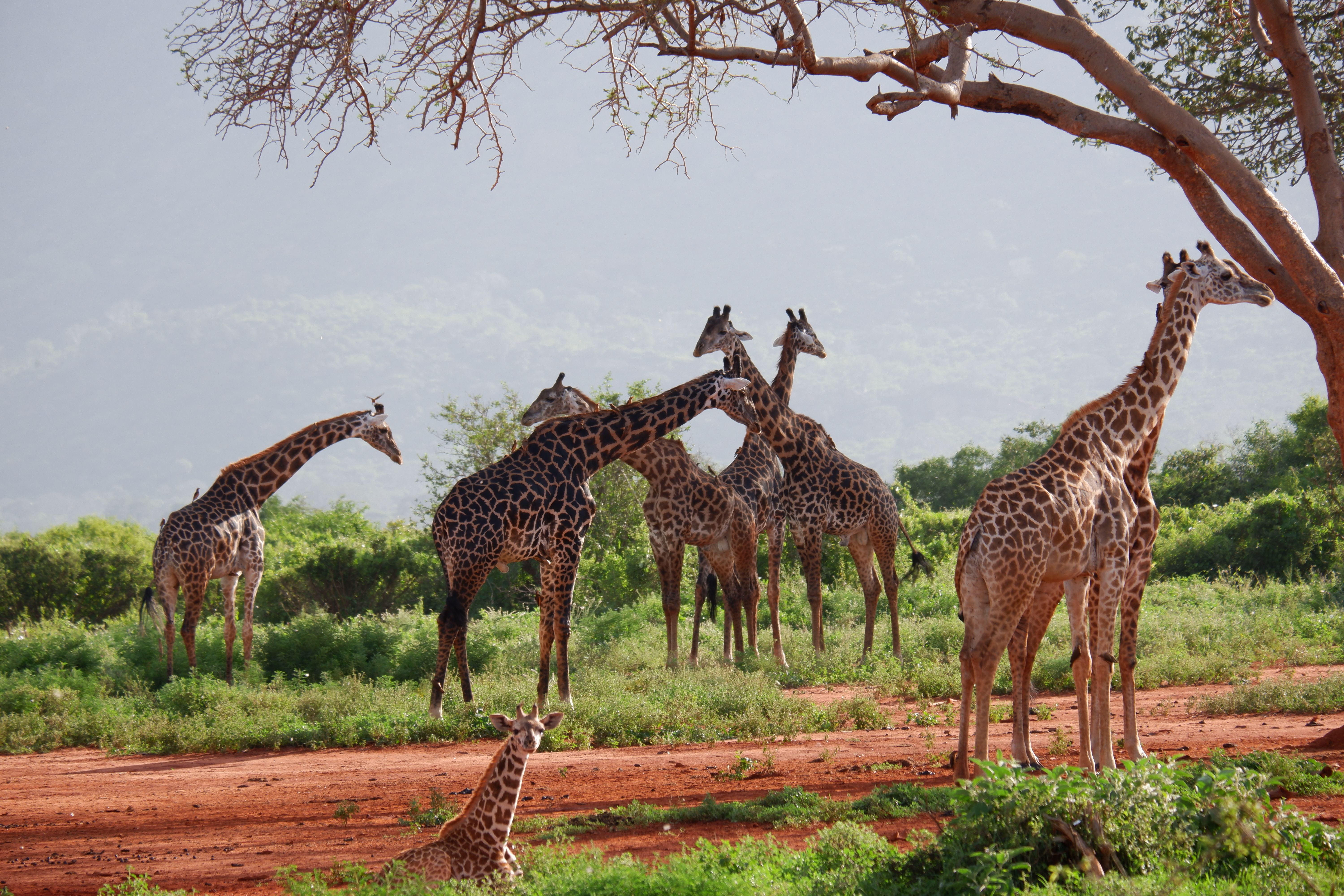 4 Days Amboseli & Tsavo Adventure