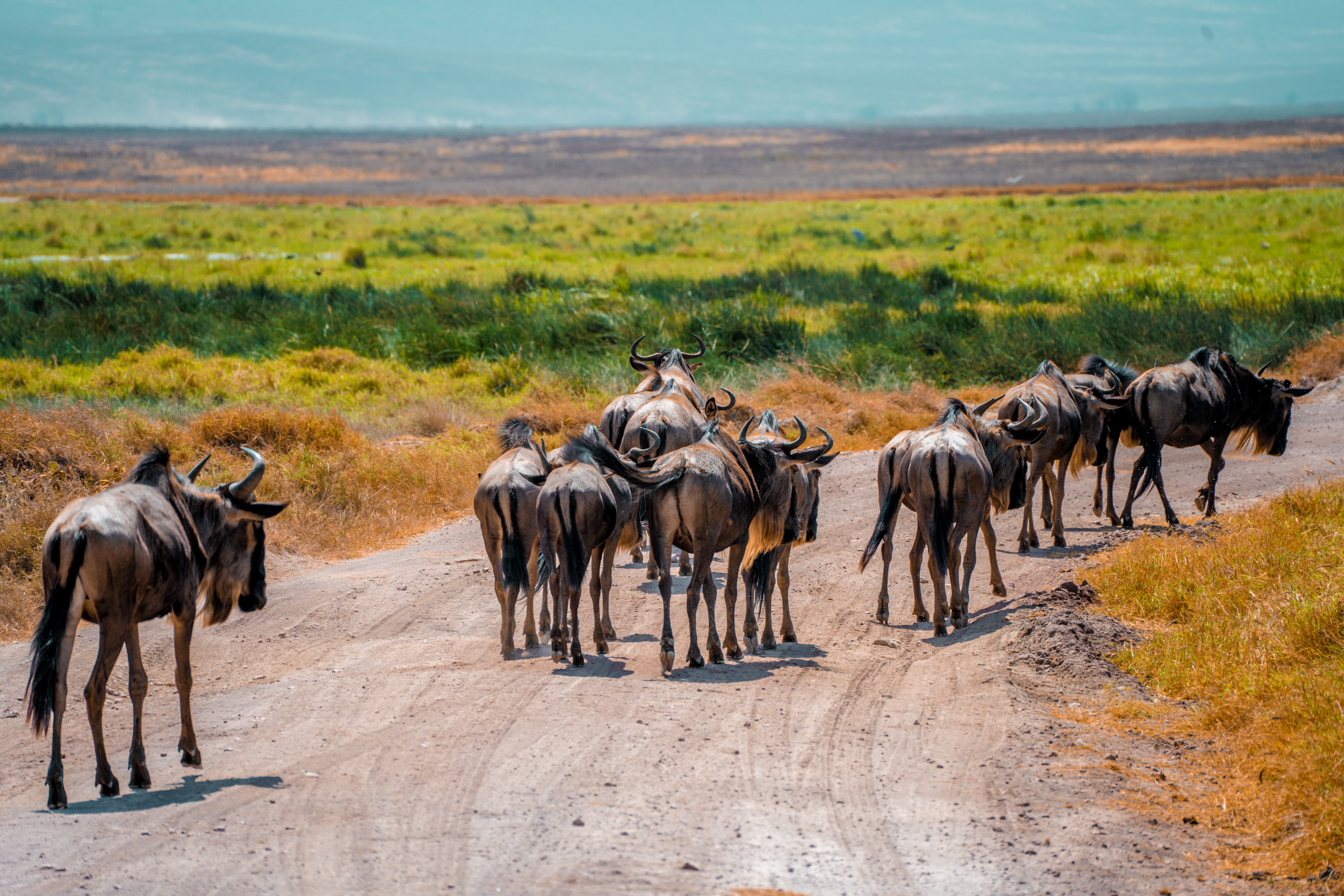 4 Days Rift Valley Explorer