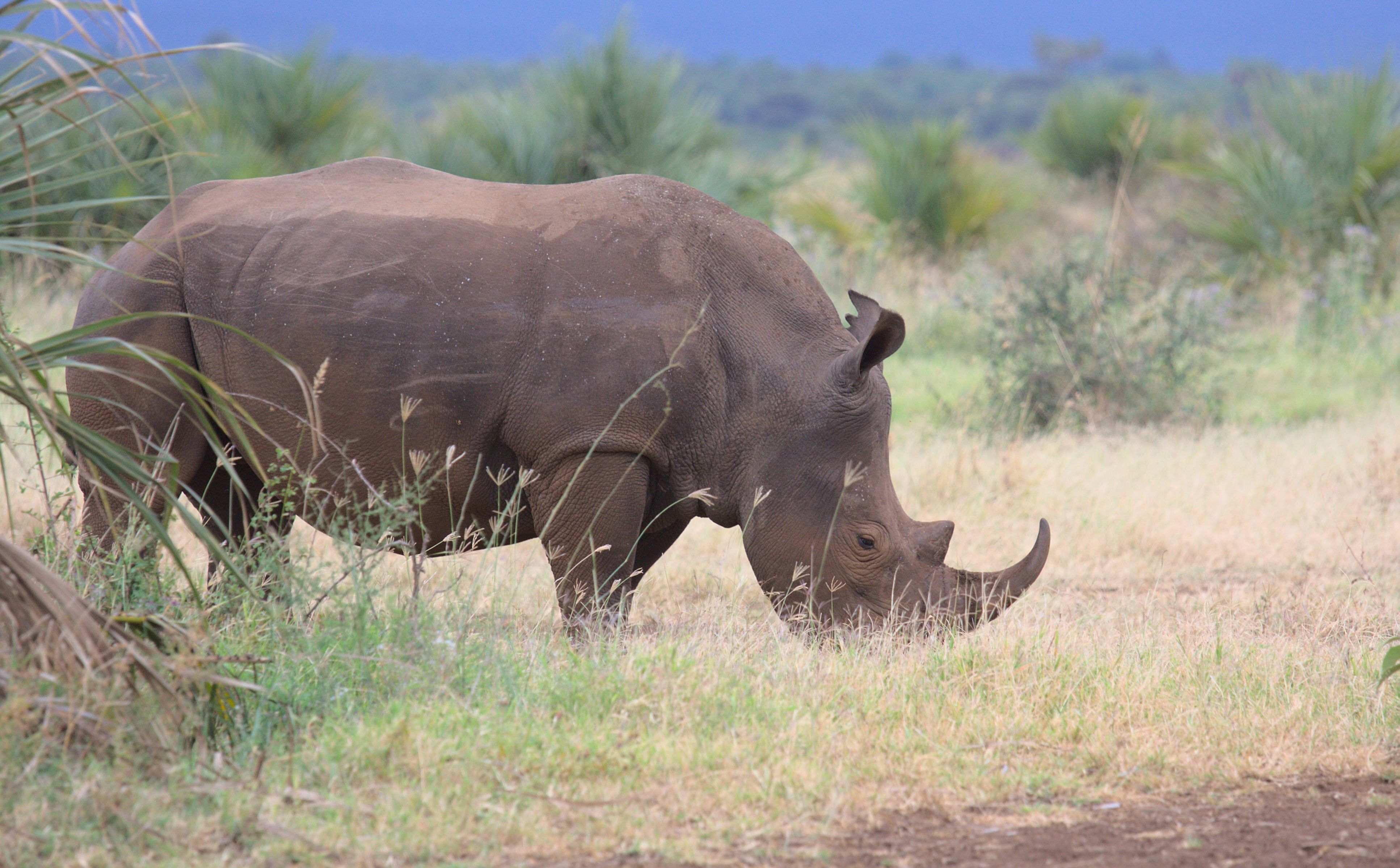 5 Days Samburu & Meru Safari