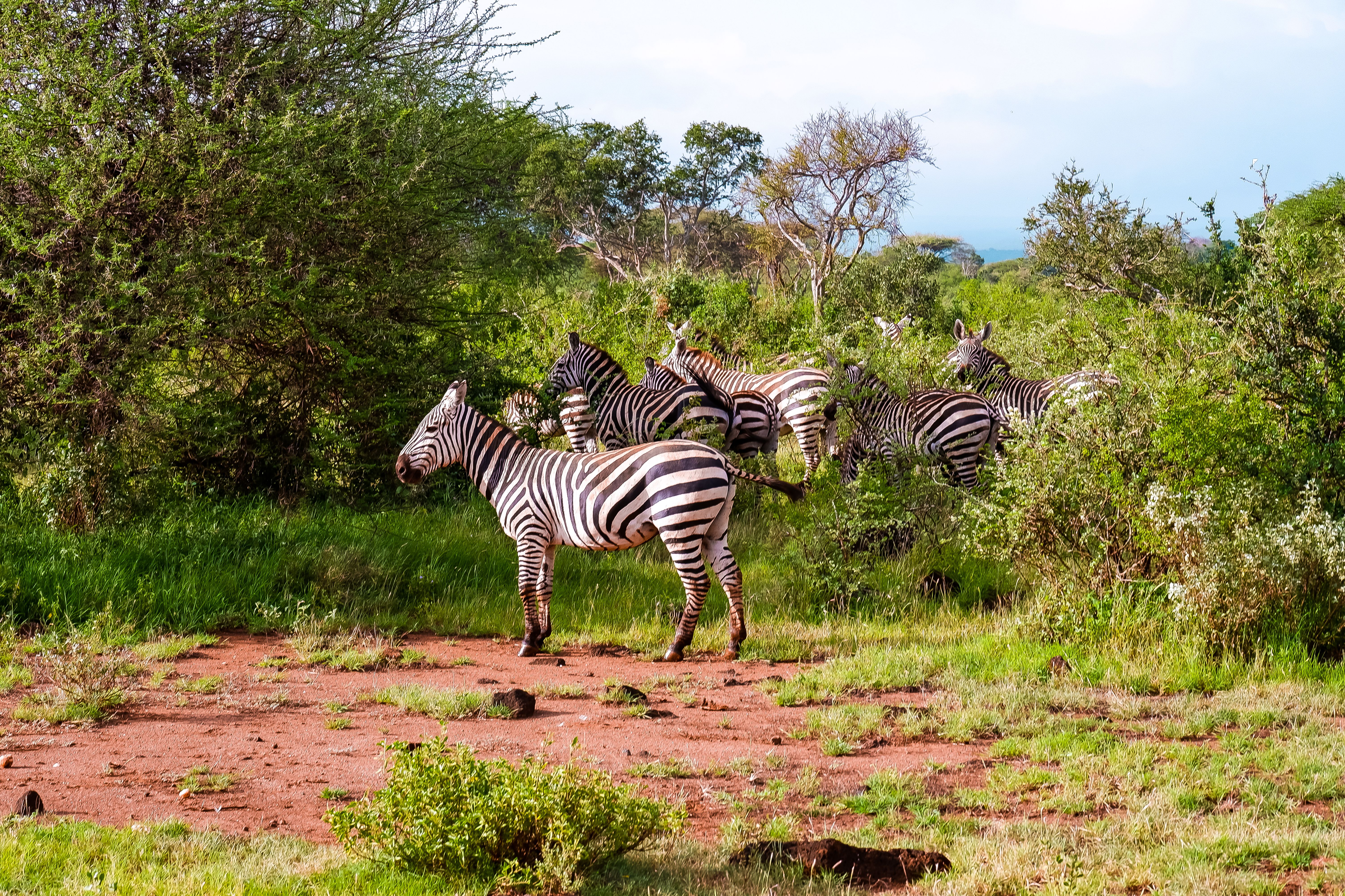  7 Days Kenya Safari Experience