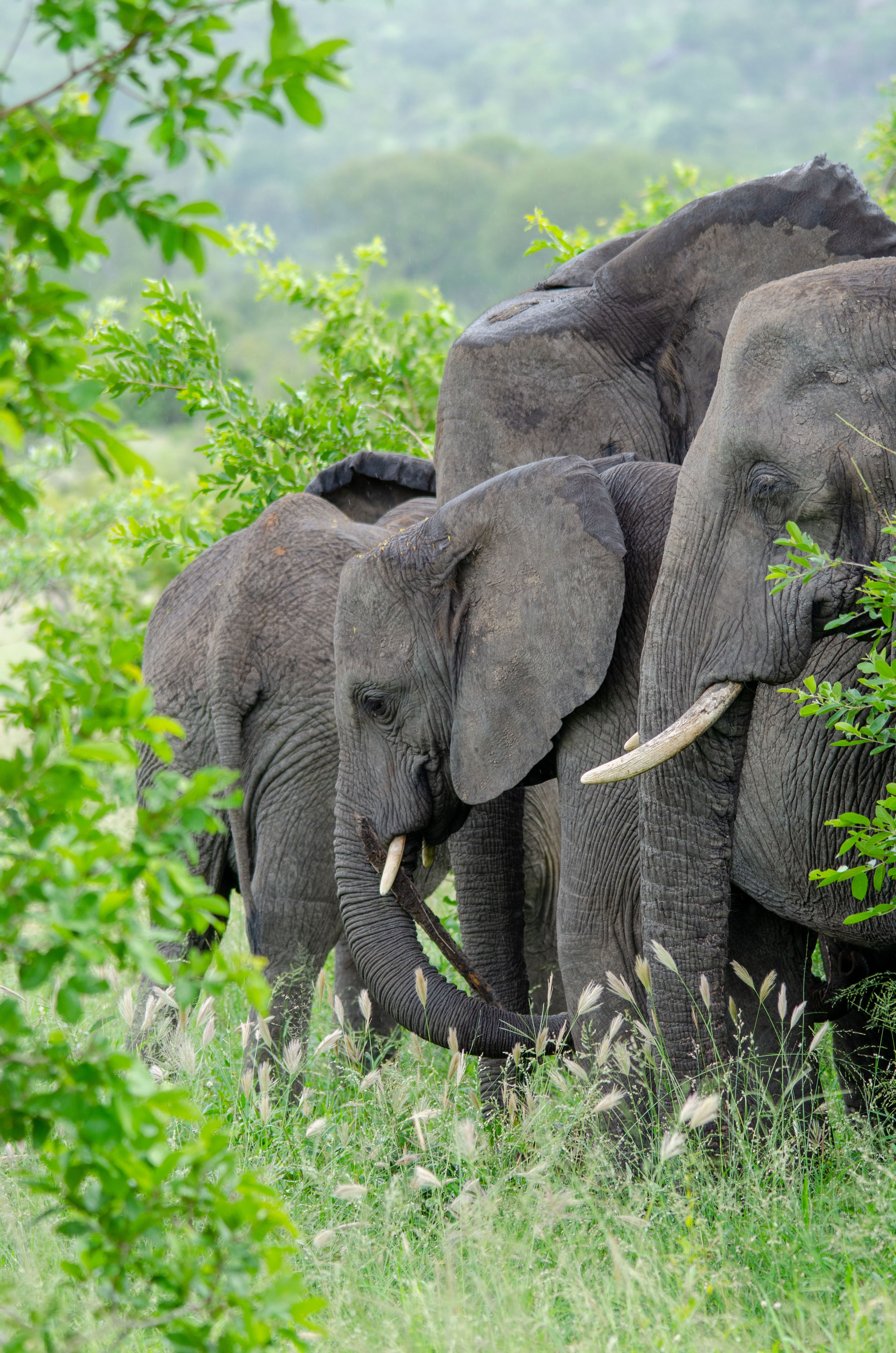 Tsavo National Park